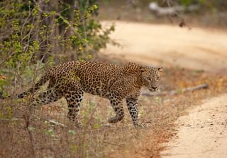 Leopard Yala National Park Sri Lanka min Leopard Yala National Park Sri Lanka min