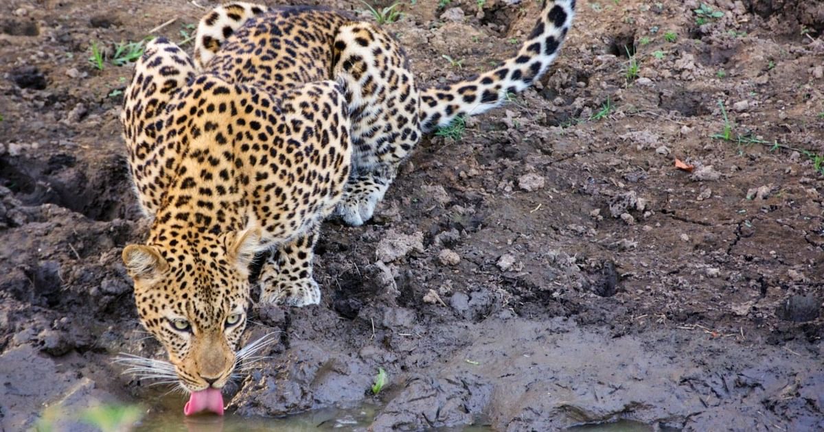 Where to find Leopards in Zambia | Far and Wild Travel