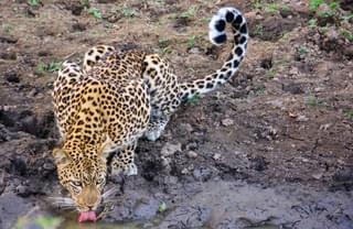 Leopard drinking Zambia