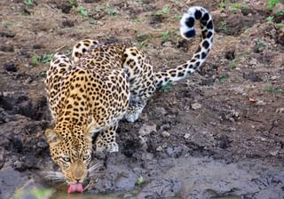 Leopard drinking Zambia Leopard drinking Zambia