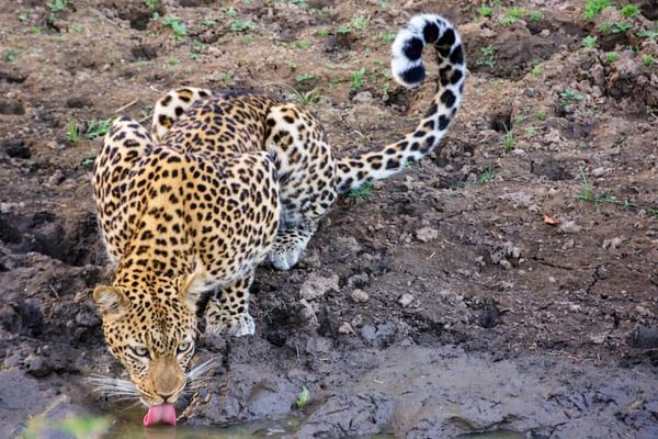 Leopard drinking Zambia Leopard drinking Zambia