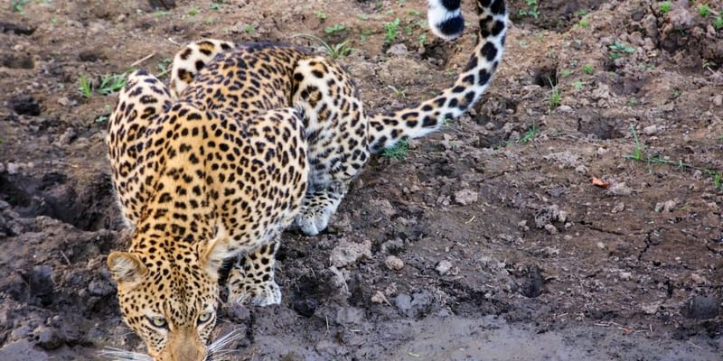 Leopard drinking Zambia Leopard drinking Zambia