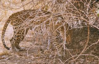 Leopard in South Luangwa Zambia Anna Campbell landscape