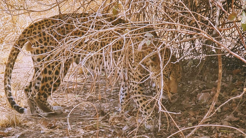 Leopard in South Luangwa Zambia Anna Campbell landscape