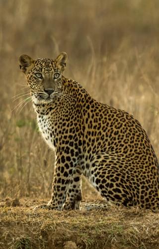 Leopard In Yala National Park