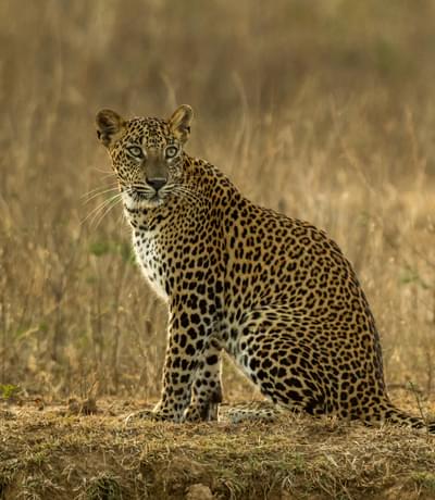 Leopard In Yala National Park