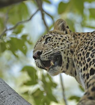 Leopard In A Tree At Ranthambore