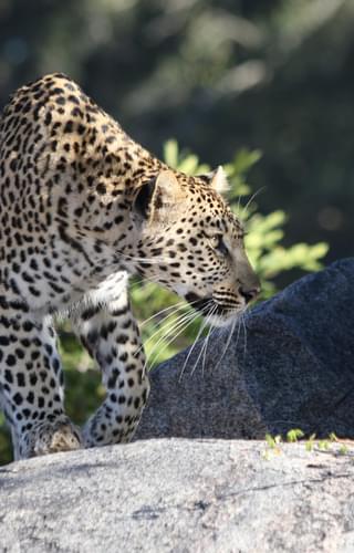 Leopard On Rocks