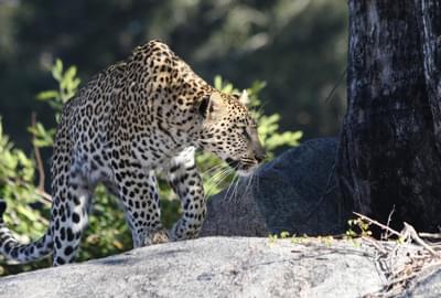Leopard On Rocks