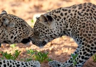 Leopard Pair At Okonjima