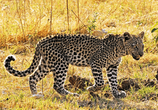 Leopard panthera pardus cub walking Moremi Reserve Okavango Delta in Botswana Canva pro Leopard panthera pardus cub walking Moremi Reserve Okavango Delta in Botswana Canva pro
