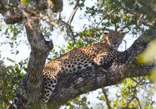Leopard Relaxing On A Tree At Yala
