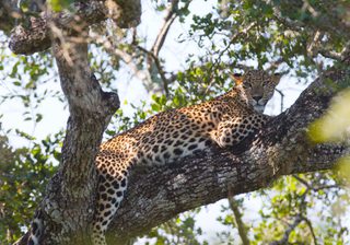 Leopard Relaxing On A Tree At Yala