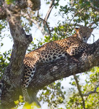 Leopard Relaxing On A Tree At Yala Leopard Relaxing On A Tree At Yala
