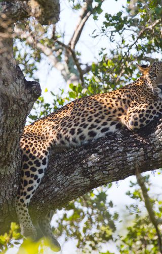 Leopard Relaxing On A Tree At Yala