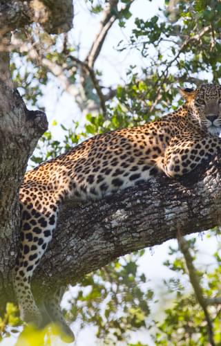 Leopard Relaxing On A Tree At  Yala