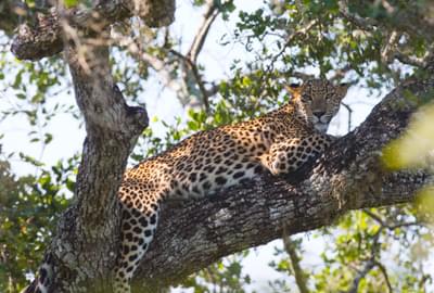 Leopard Relaxing On A Tree At  Yala