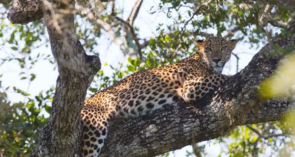 Leopard Relaxing On A Tree At Yala