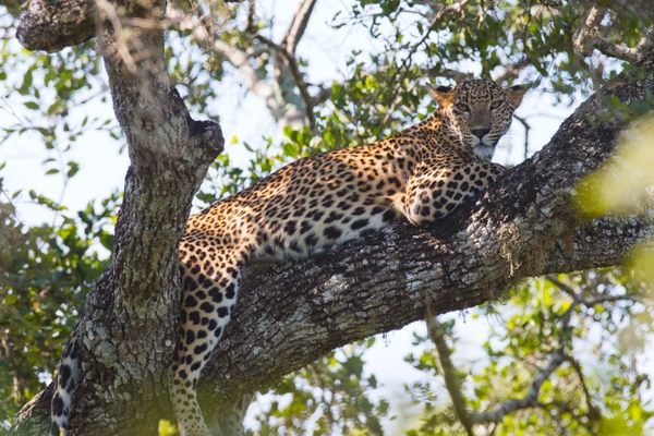 Leopard Relaxing On A Tree At Yala Leopard Relaxing On A Tree At Yala