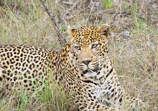 Leopard resting Kruger National Park South Africa