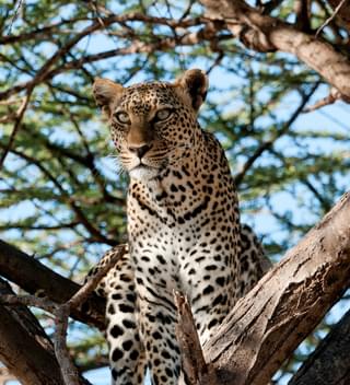 Leopard Sighting In The Samburu