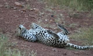 Leopard tummy South Luangawa Zambia C Gabriella Constantini