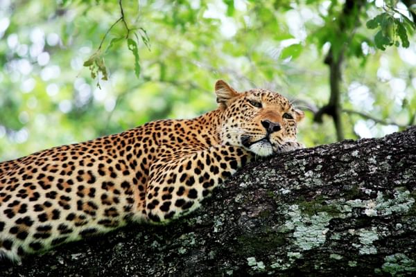 Leopard South Luangwa Zambia Leopard South Luangwa Zambia