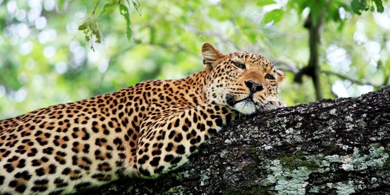 Leopard South Luangwa Zambia Leopard South Luangwa Zambia