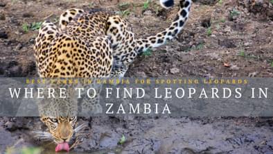 Leopards in Zambia Banner Photo