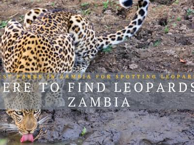 Leopards in Zambia Banner Photo