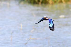 Lilac Breasted Roller 12