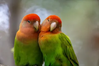 Lilians love bird Malawi Lilians love bird Malawi