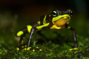 Limosa Harlequin frog Panama Canva Pro