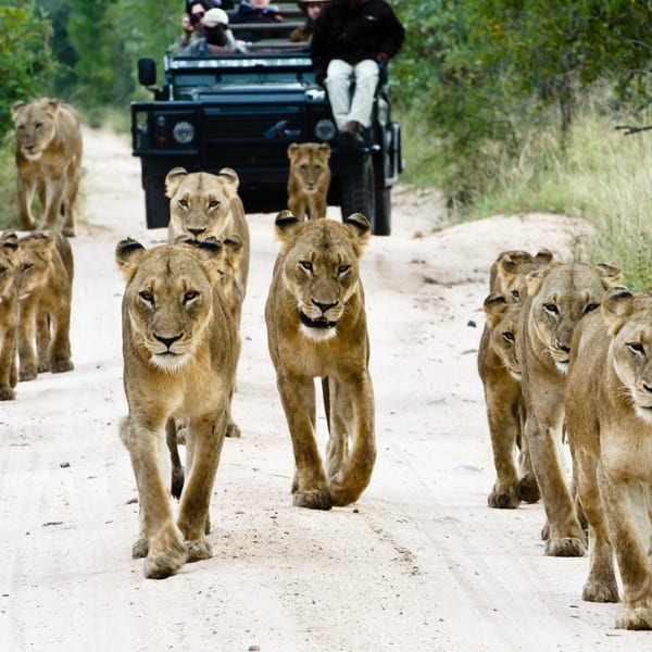 Lion Pride Sabi Sands