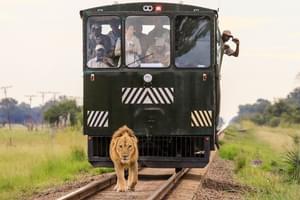 Lion Crossing The Track In Hwange