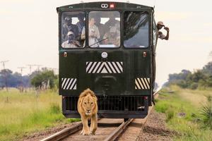 Lion Crossing The Track In Hwange Lion Crossing The Track In Hwange