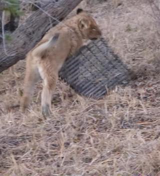 Lion In Camp Umlani