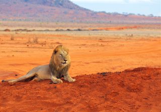 Lion In Tsavo