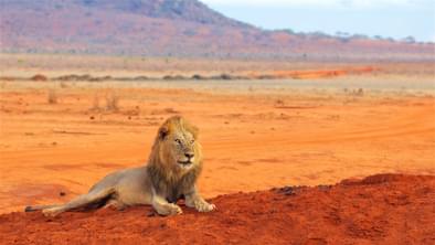 Lion In Tsavo