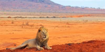 Lion In Tsavo