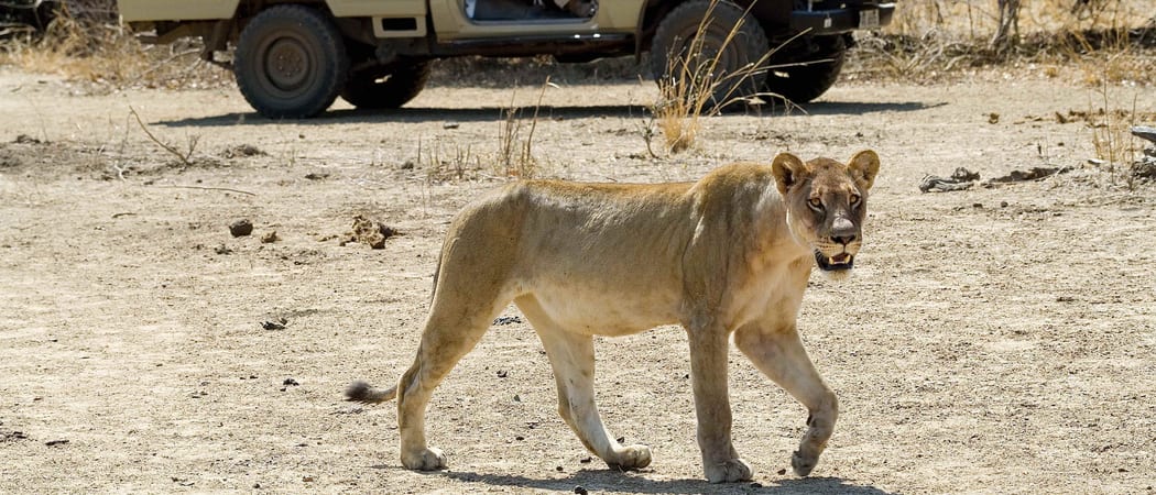 Lion In The South Luangwa Zambia