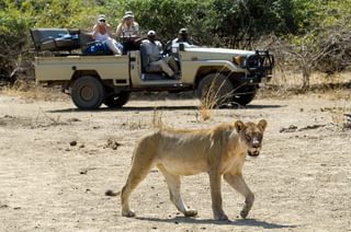 Lion In The South Luangwa Zambia Lion In The South Luangwa Zambia