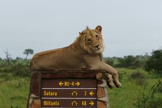 Lion On Satara And Olifants Sign