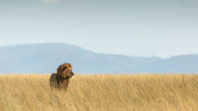 Lion King Kenya