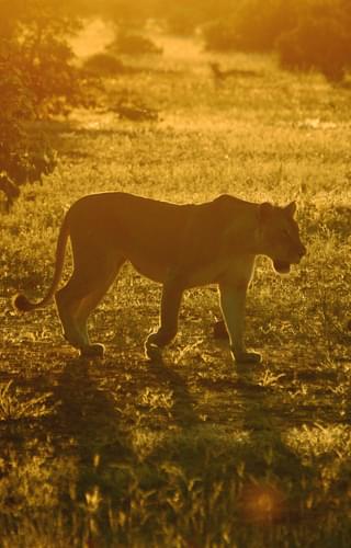 Lioness In Linyanti Concession