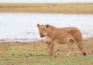 Lioness Mv Matusadona Lioness Mv Matusadona