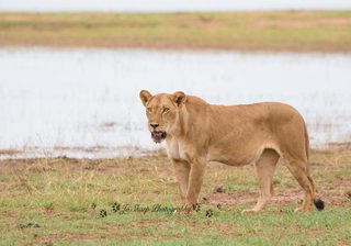 Lioness Mv Matusadona