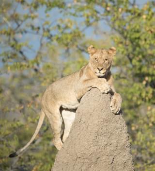 Lioness On Termite Heap Etosha