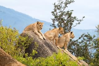 Lions In Tsavo East Kenya