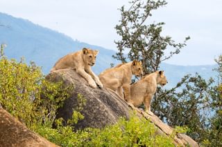 Lions In Tsavo East Kenya Lions In Tsavo East Kenya